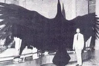 (عکس) 5 پرنده ماقبل تاریخ که خوشبختانه منقرض شده‌اند