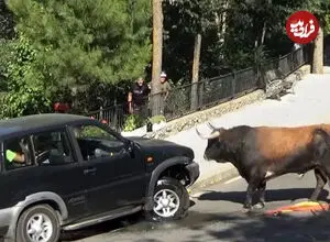 ببینید| حمله ناگهانی گاو نر به خودرو در حال حرکت
