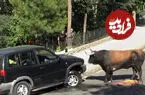 ببینید| حمله ناگهانی گاو نر به خودرو در حال حرکت