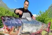 ببینید| غذای روستایی در آذربایجان؛ کباب کردن ماهی کپور نقره ای غول پیکر