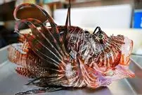 ببینید| غذای خیابانی در ژاپن؛ تهیه دو غذا با عقرب ماهی و آووکادو در اوکیناوا