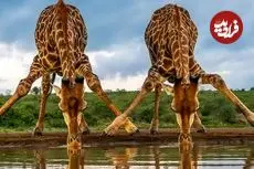 شاهکارهای عکاسی حیات وحش در سال 2025