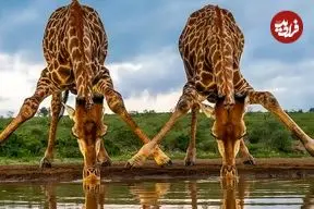 شاهکارهای عکاسی حیات وحش در سال 2025