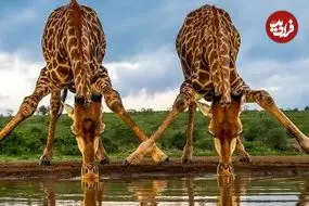 شاهکارهای عکاسی حیات وحش در سال 2025