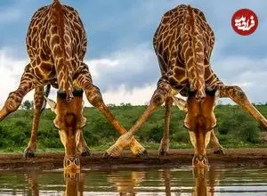 شاهکارهای عکاسی حیات وحش در سال 2025