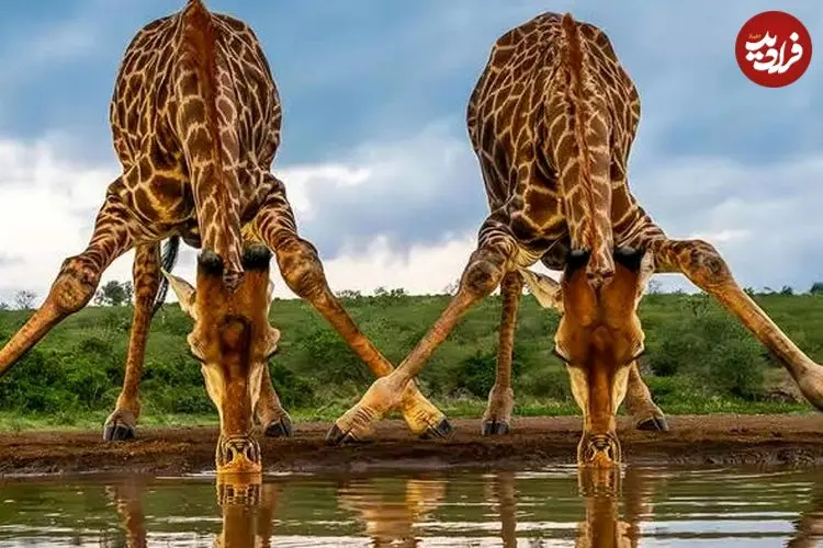 شاهکارهای عکاسی حیات وحش در سال 2025