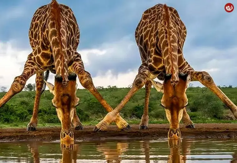 شاهکارهای عکاسی حیات وحش در سال 2025