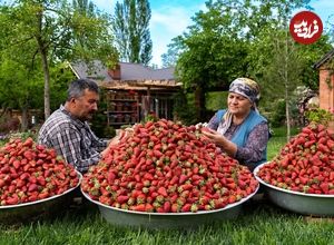 (ویدئو) فرآیند پخت 40 کیلو مربای توت فرنگی به روش یک زوج روستایی آذربایجانی