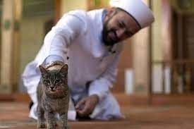 (ویدئو) ابراز محبت جالب یک امام جماعت با گربه سرگردان حین تلاوت قرآن