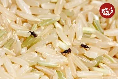 چگونه می‌توان از شرّ «سوسک برنج» خلاص شد؟