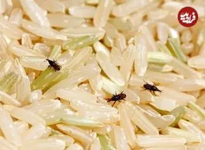 چگونه می‌توان از شرّ «سوسک برنج» خلاص شد؟