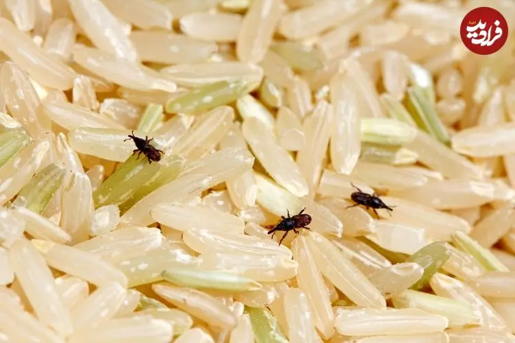 چگونه می‌توان از شرّ «سوسک برنج» خلاص شد؟