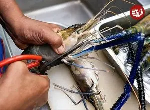 ببینید| غذای خیابانی در تایلند؛ تهیه یک غذای محبوب با شاه میگو در بانکوک