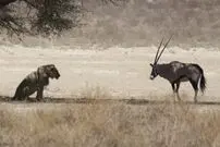 (ویدئو) حرکت احمقانه و مرگ بار گوزن تیزشاخ در برابر شیر نر