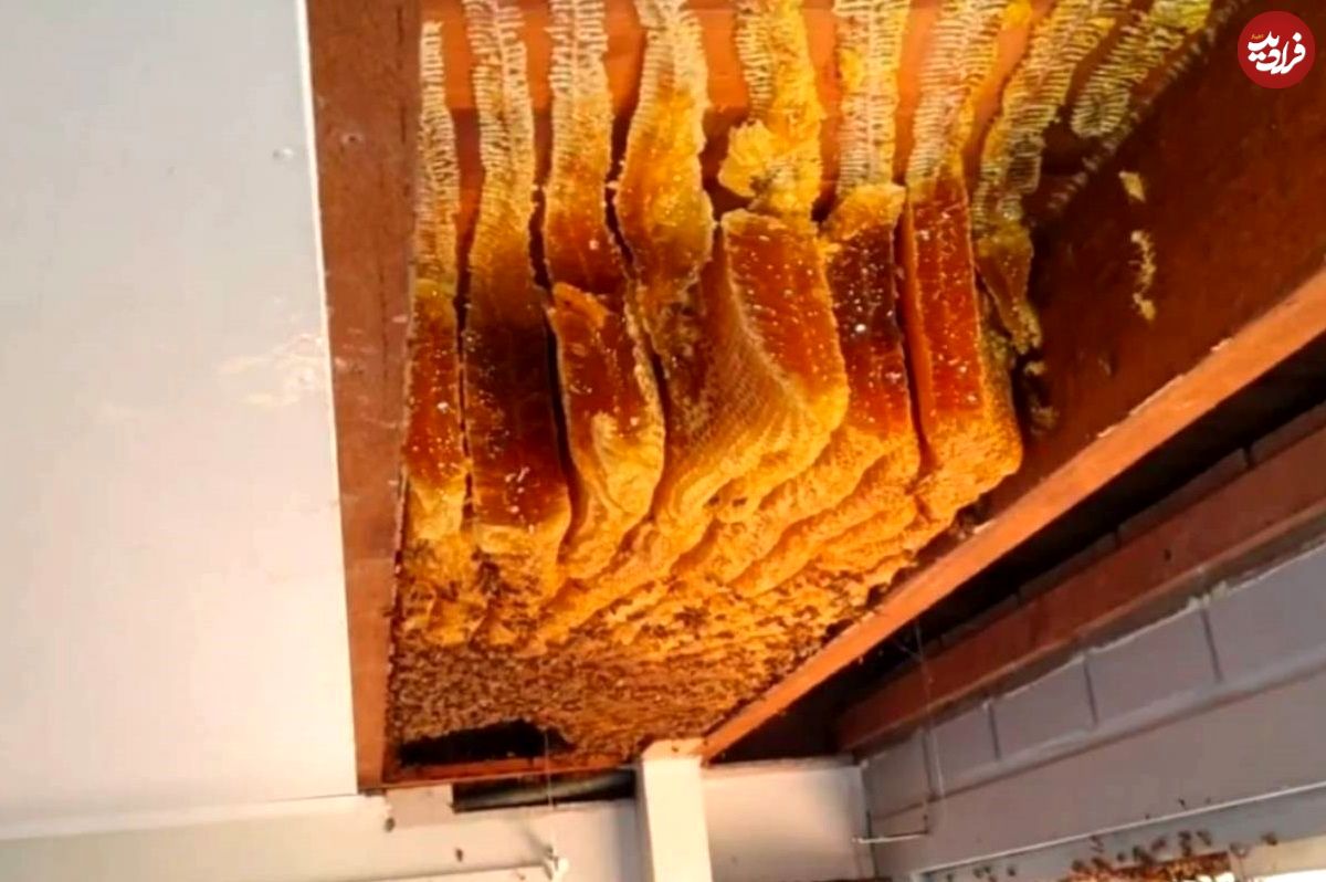 تولید ۵۰ کیلوگرم عسل زیر سقف خانه‌ای در استرالیا