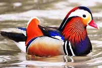 ببینید| 10 گونه از زیباترین اردک های سراسر جهان