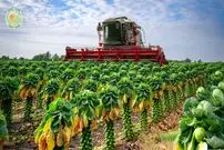 ببینید| چگونه آمریکایی ها هزاران تن کلم بروکسل را برداشت و فرآوری می کنند؟