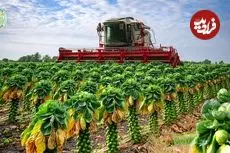 ببینید| چگونه آمریکایی ها هزاران تن کلم بروکسل را برداشت و فرآوری می کنند؟