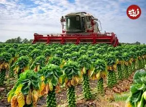 ببینید| چگونه آمریکایی ها هزاران تن کلم بروکسل را برداشت و فرآوری می کنند؟