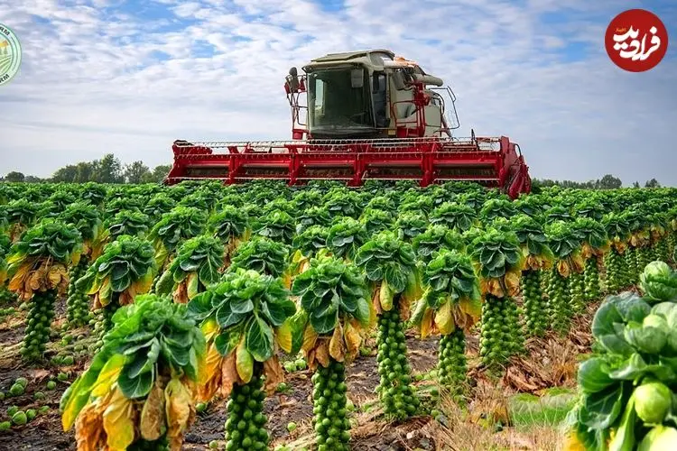ببینید| چگونه آمریکایی ها هزاران تن کلم بروکسل را برداشت و فرآوری می کنند؟