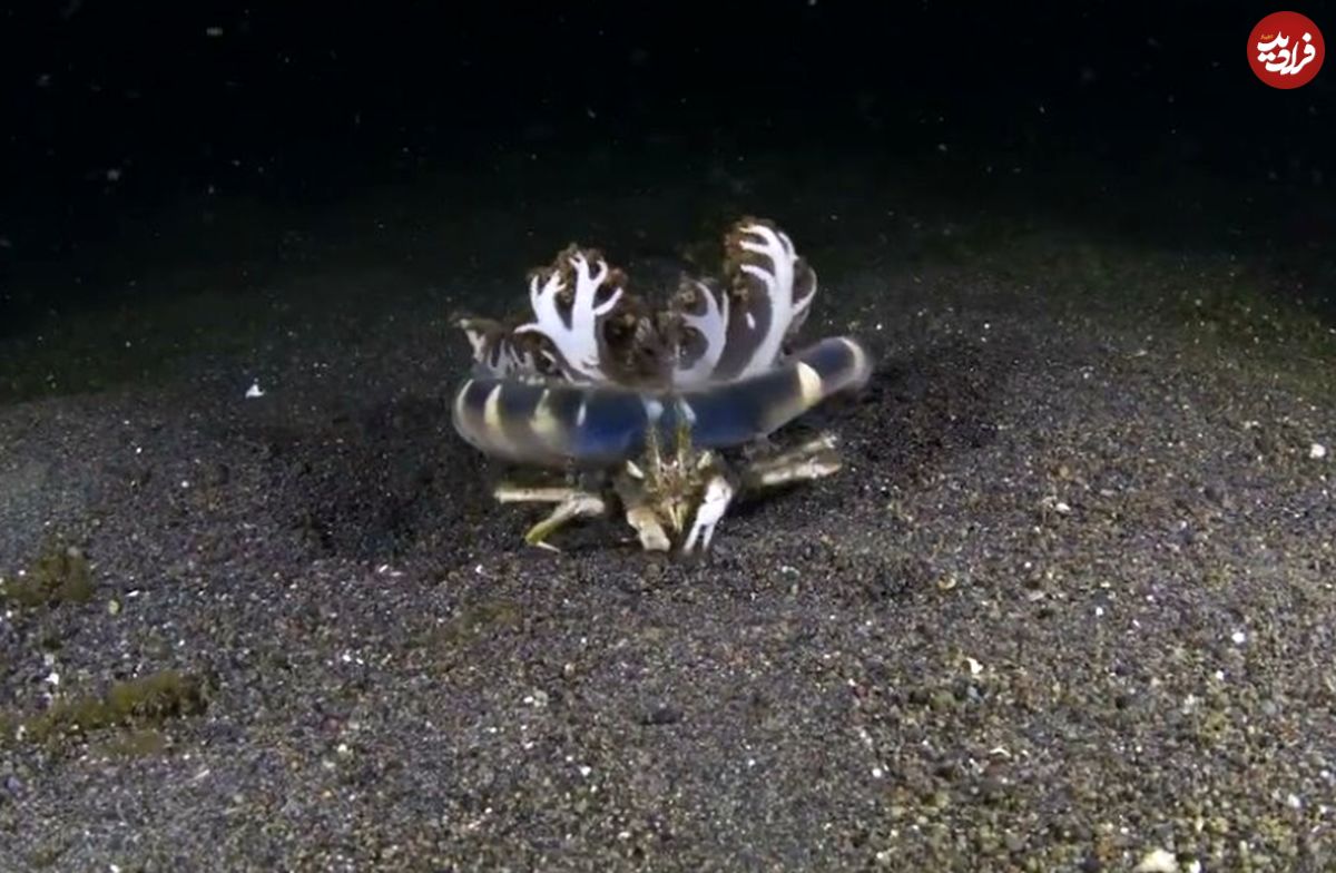 (ویدئو) کلاه بامزه ای که یک خرچنگ دریایی بر سرش گذاشته!