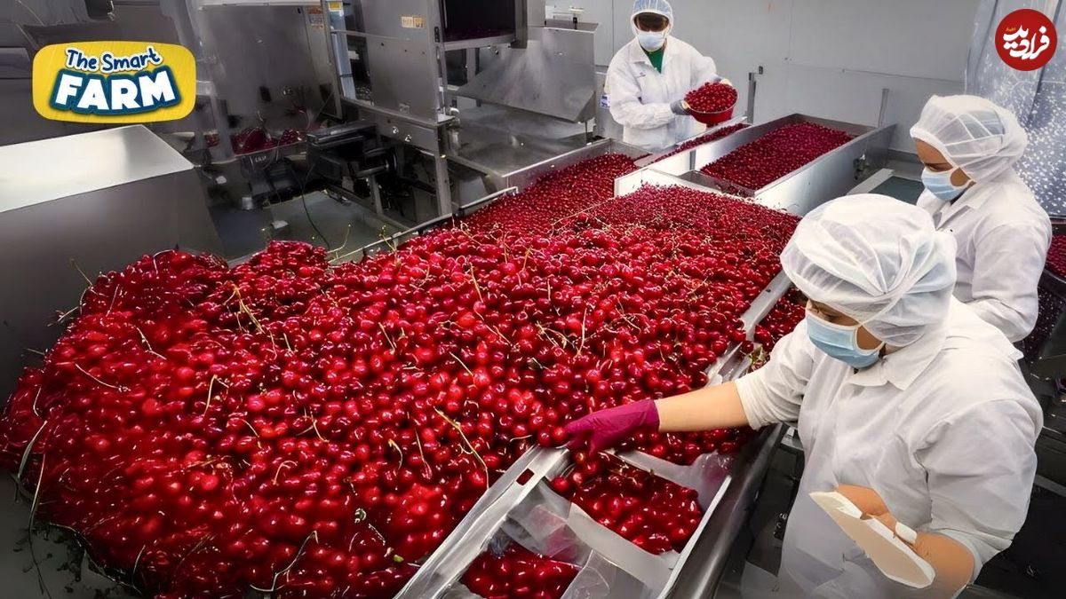 (ویدئو) نگاهی به فرآیند برداشت، فرآوری و بسته بندی گیلاس