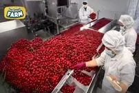 (ویدئو) نگاهی به فرآیند برداشت، فرآوری و بسته بندی گیلاس 