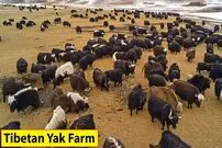 (ویدئو) دامداران تبتی چگونه هزاران یاک (غژگاو) را پرورش می دهند؟