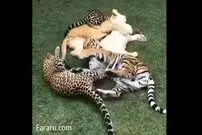 ویدئویی تماشایی از بازی ببر، پلنگ و شیرها