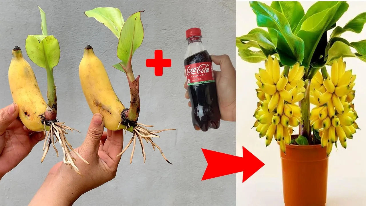 (ویدئو) روشی جالب برای تکثیر میوه موز با کمک نوشابه کوکاکولا در خانه!