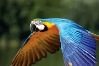 تصاویر| بهترین پرندگان خانگی؛ معرفی ۸ گونه از بهترین و آرام‌ترین پرندگان برای نگه‌داری در خانه و آپارتمان