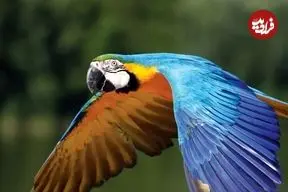 تصاویر| بهترین پرندگان خانگی؛ معرفی ۸ گونه از بهترین و آرام‌ترین پرندگان برای نگه‌داری در خانه و آپارتمان