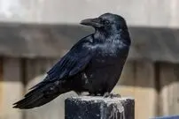 (ویدئو) وقتی یک کلاغ‌ برای تشکر از مرد مهربانی برایش پول آورد