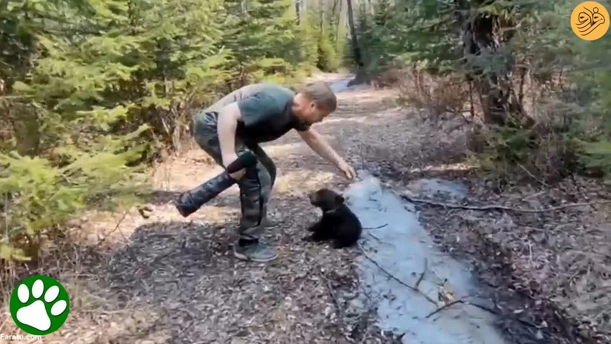 (ویدئو) نجات بچه خرس دچار سوءتغذیه در جنگل