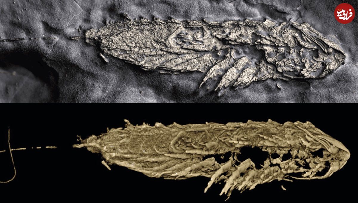 جانور 450 میلیون ساله‌ای که در «طلای ابلهان» کشف شد