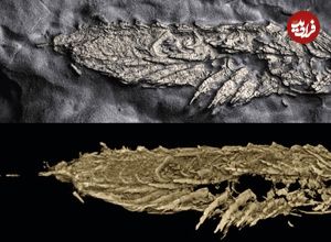 جانور 450 میلیون ساله‌ای که در «طلای ابلهان» کشف شد