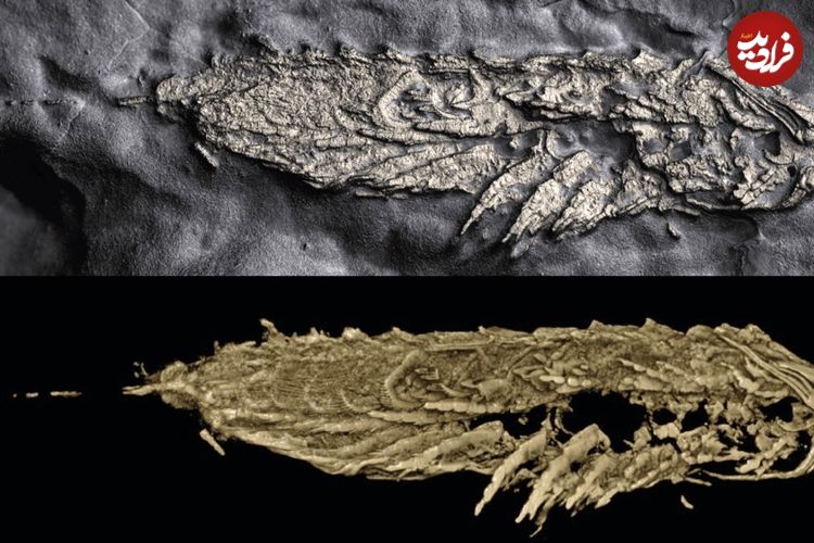 جانور 450 میلیون ساله‌ای که در «طلای ابلهان» کشف شد