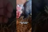(ویدئو) تلاش احساسی راسو برای نشان دادن توله های تازه متولد شده به صاحب اش