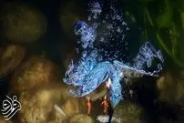  تصاویر خیره‌کننده از شیرجه‌های برق‌آسای «ماهی‌خورک» در دل آب