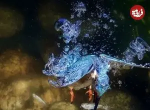  تصاویر خیره‌کننده از شیرجه‌های برق‌آسای «ماهی‌خورک» در دل آب