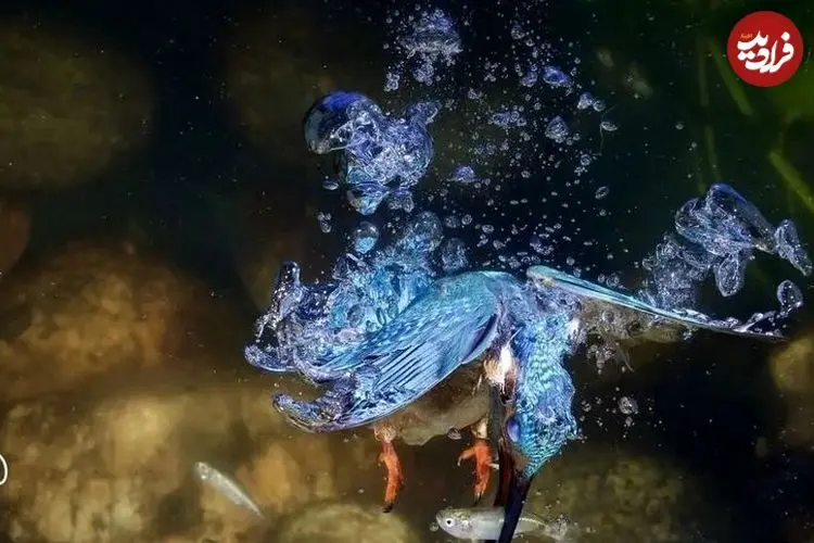  تصاویر خیره‌کننده از شیرجه‌های برق‌آسای «ماهی‌خورک» در دل آب