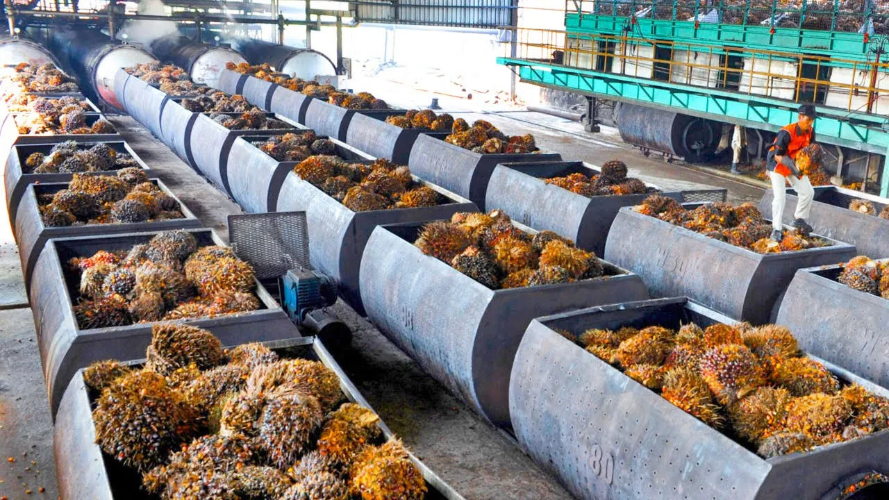 (ویدئو) روغن پالم چگونه در کارخانه فیلیپینی تولید می شود؟