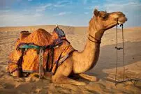 (ویدیو) انتقام شتر خشمگین از مرد جوان؛ گرفتن گاز و پرتاب به هوا