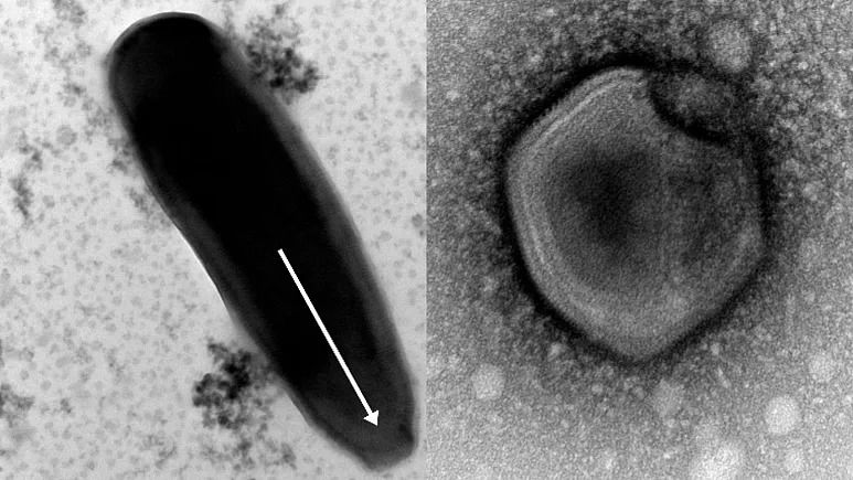 (عکس) بازگشت ویروس زامبی پس از ۴۸ هزار سال از دل خاک منجمد سیبری