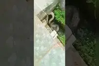 (ویدئو) لحظه به دام انداختن یک مار غول پیکر زیر یک پل با طناب!