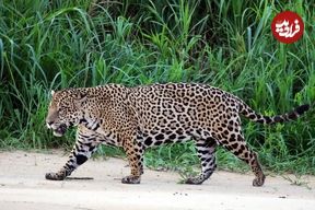 ببینید؛ بازی بامزه جگوار تپل با خرس اسباب‌بازی