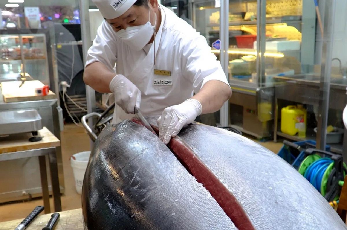 (ویدئو) برش زدن تماشایی ماهی تن غول پیکر 209 کیلوگرمی