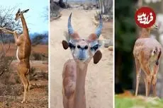ببینید| زرافه گردن، غزال بامزه ای که شبیه زرافه است و روی دوپا می ایستد!