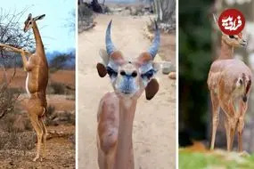 ببینید| زرافه گردن، غزال بامزه ای که شبیه زرافه است و روی دوپا می ایستد!