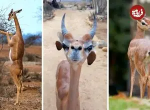 ببینید| زرافه گردن، غزال بامزه ای که شبیه زرافه است و روی دوپا می ایستد!